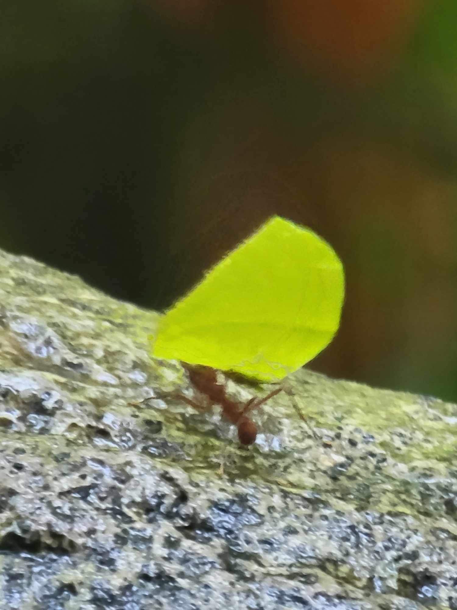 A leafcutter ant carrying a bright green leaf.