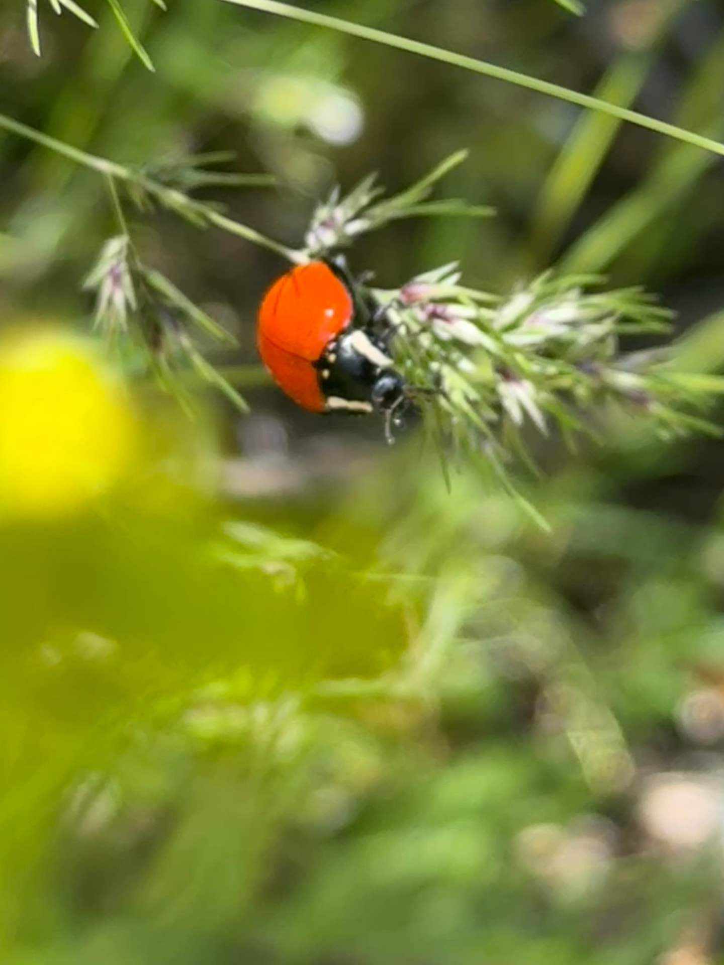 A ladybug among grass seed heads.