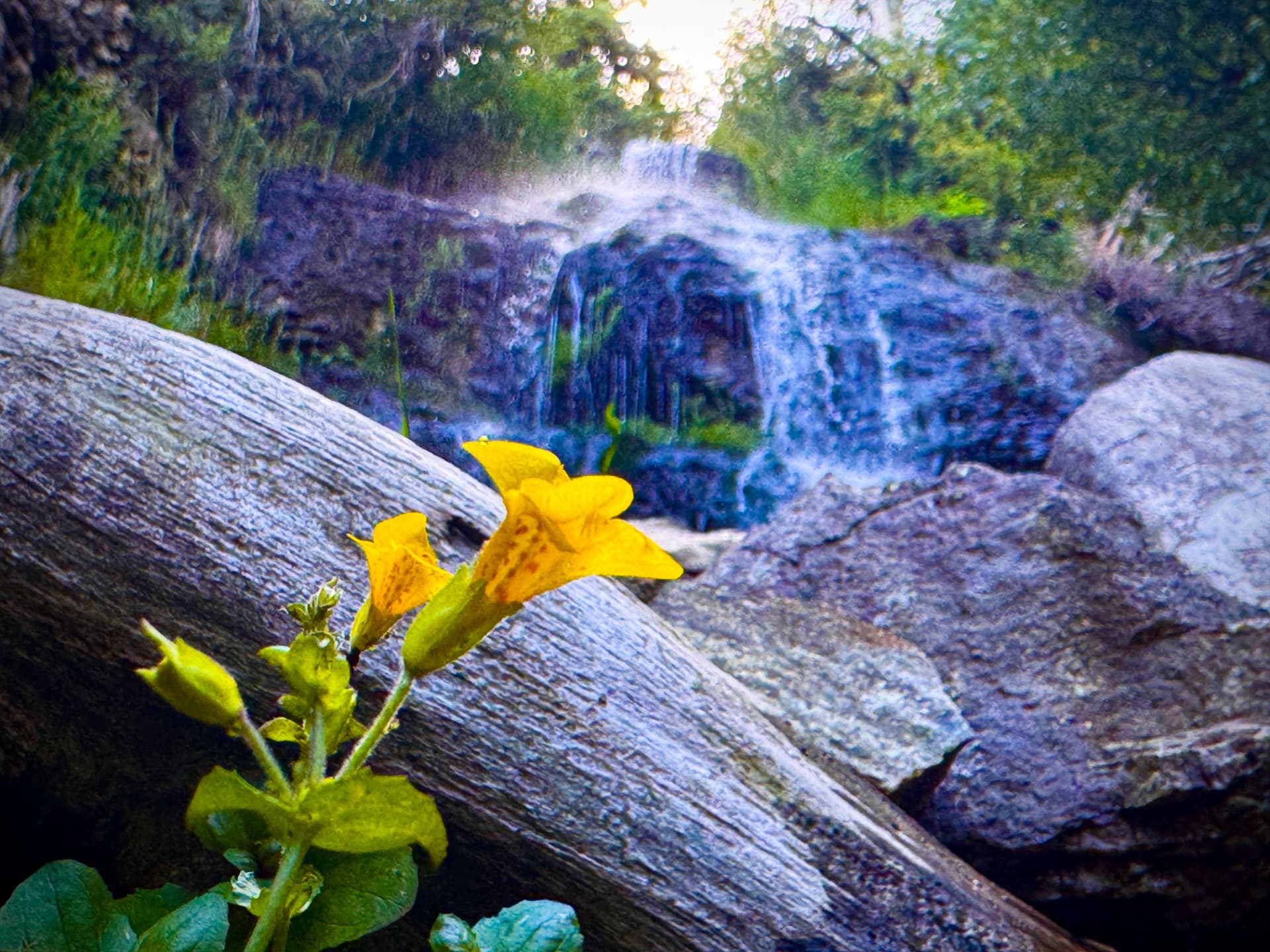 A yellow monkeyflower blooming on a log, a small waterfall softly out of focus behind.