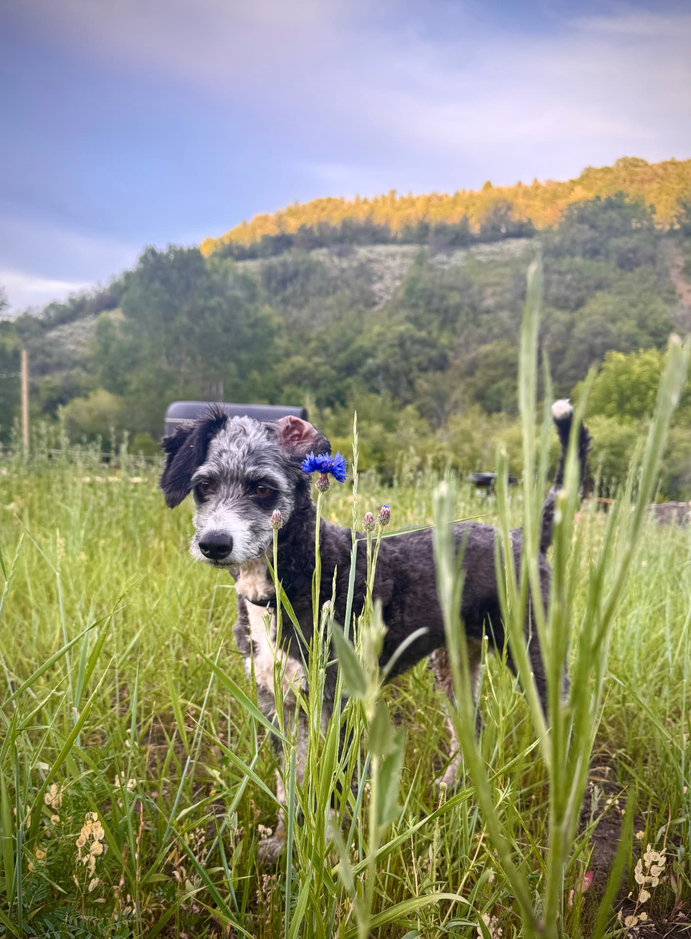 A small dog standing in tall meadow grass.